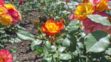 26_06_18_ Rozálium 04.jpg